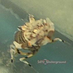 Bumble Bee Shrimp