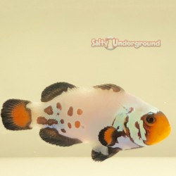Premium Frostbite Clownfish...