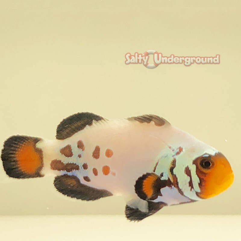 Premium Frostbite Clownfish (Ocellaris)