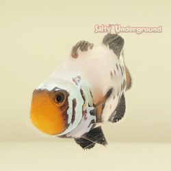Premium Frostbite Clownfish (Ocellaris)