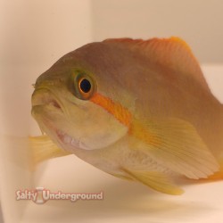 Huchtii Anthias (Pseudanthias huchtii) female 2