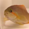 Huchtii Anthias (Pseudanthias huchtii) female 2