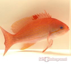 Stocky Anthias...