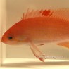 Stocky Anthias (Pseudanthias Hypselosoma)
