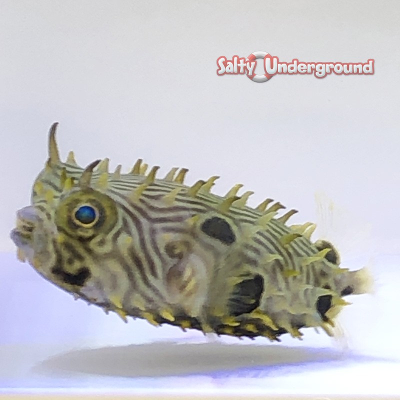 Spiny Boxfish (Small-2inches)