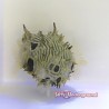Spiny Boxfish (Small-2inches)