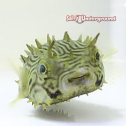 Spiny Boxfish (Small-2inches)