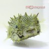 Spiny Boxfish (Small-2inches)