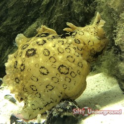 Dolabella auricularia