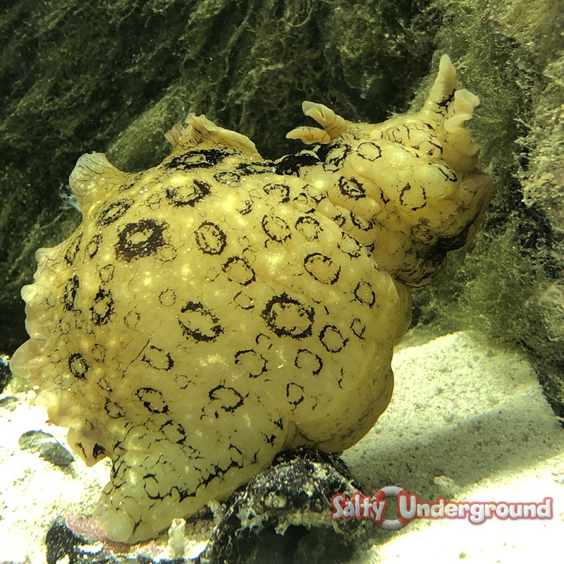 Dolabella auricularia