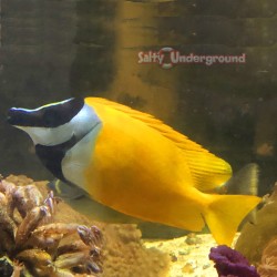 Lo Foxface Rabbitfish (Lo...