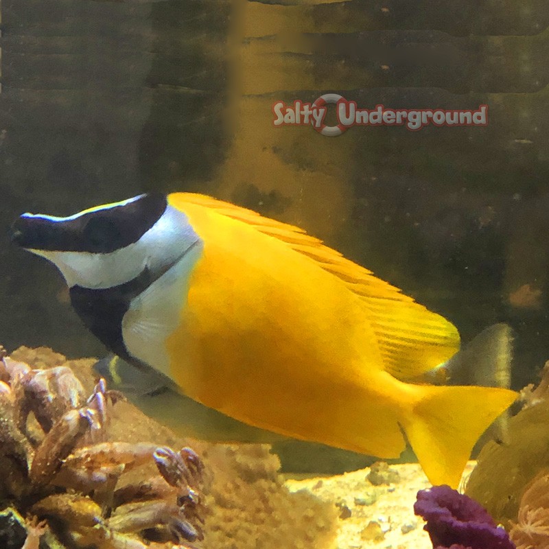 Lo Foxface Rabbitfish (Lo vulpinus)