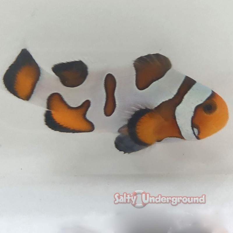 Extreme Gladiator/DaVinci Clownfish (Ocellaris)
