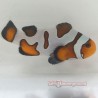 Extreme Gladiator/DaVinci Clownfish (Ocellaris)