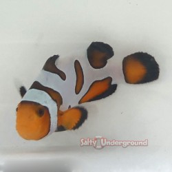 Extreme Gladiator/DaVinci Clownfish (Ocellaris)