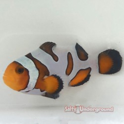 Extreme Gladiator/DaVinci Clownfish (Ocellaris)