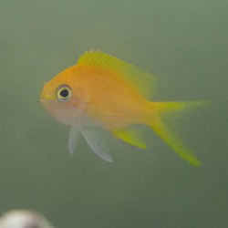 Squareback anthias female (Pseudanthias pleurotaenia) 2