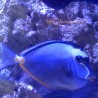 under actenic Orange Spine Naso Tang