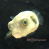 Striped Dogface Puffer (Arothron manilensis)