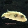 Striped Dogface Puffer (Arothron manilensis)