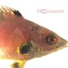 Coral Hogfish (Bodianus axillaris) closest