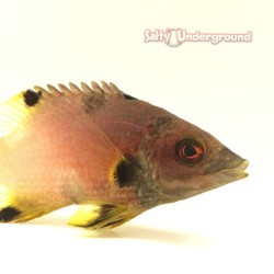 Coral Hogfish (Bodianus axillaris) half fish view