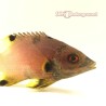Coral Hogfish (Bodianus axillaris) half fish view