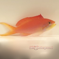 Dispar Anthias...