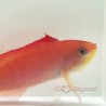 Dispar Anthias (Mirolabrichthys Disbar)