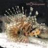 Zebra Dwarf Lionfish (Dendrochirus zebra)