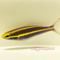 Purple Threadfin Bream