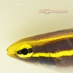 Purple Threadfin Bream