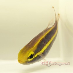 Purple Threadfin Bream