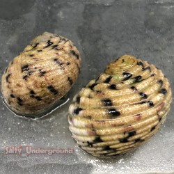 Checkerboard Nerite Snail