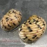 Checkerboard Nerite Snail