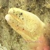 Ghost Ribbon Eel
