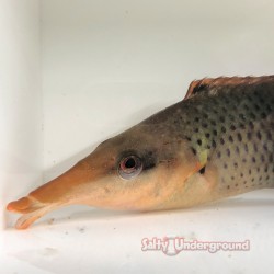 Brown Bird Wrasse (Gomphosus varius)