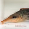 Brown Bird Wrasse (Gomphosus varius)