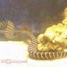 Zebra Eel rear too