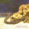 Zebra Eel rear