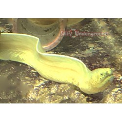 Ghost Ribbon Eel