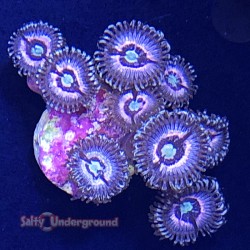 Salty Underground: Pink Zipper Zoanthid coral 10+ polyps