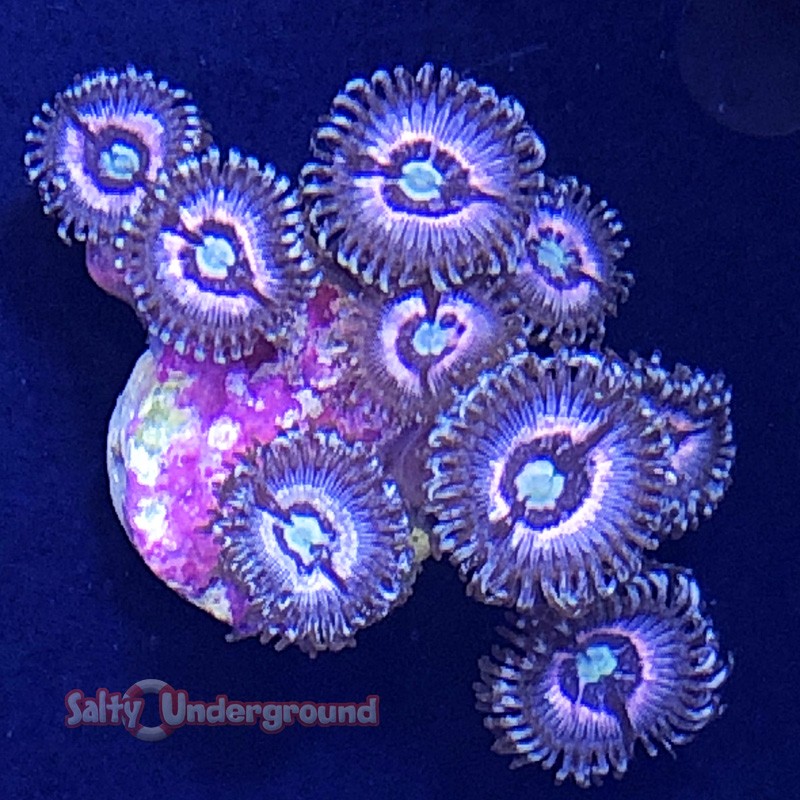 Salty Underground: Pink Zipper Zoanthid coral 10+ polyps