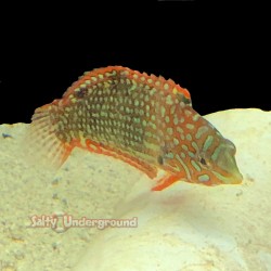 Leopard Wrasse (Macropharyngodon meleagris) right