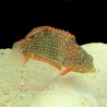 Leopard Wrasse (Macropharyngodon meleagris) right