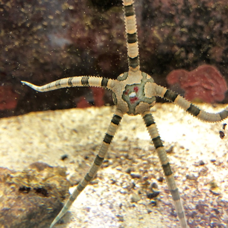 Zebra Serpent Starfish