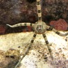 Zebra Serpent Starfish