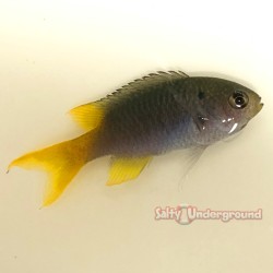 Yellowtail Chromis (Chromis...
