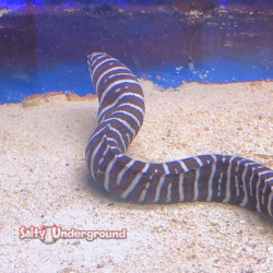 Zebra Eel 2