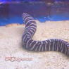 Zebra Eel 2